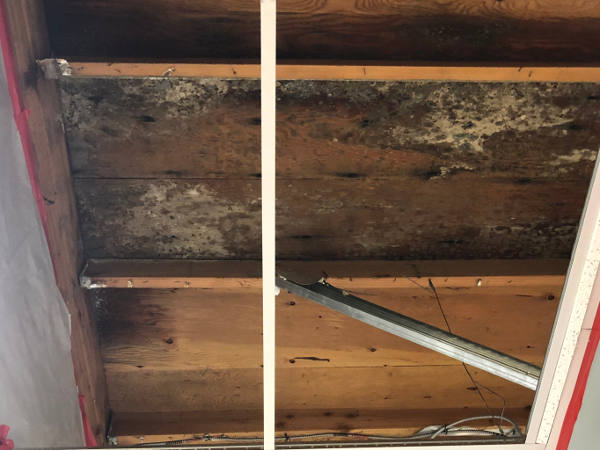 mold remediation on wood