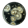 black mold in petri dish