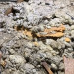 attic insulation contaminated by mice urine and feces