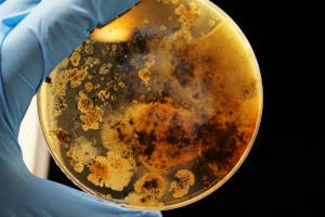 mold spore in petri dish